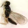 Apleurotropis sp.