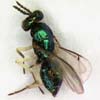 Chrysocharis longitarsus