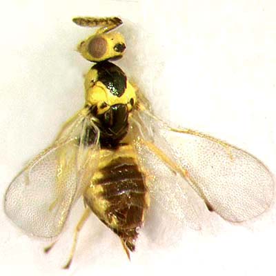 C. pictus, female