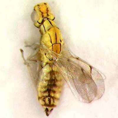 C. sp., female