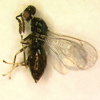 Diglyphus minoesus