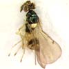 Minotetrastichus frontalis