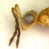 S. japonicus, head