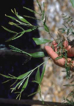 Acacia leaves