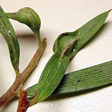 Acacia oswaldii galls