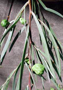 Acacia pendula phyllodes