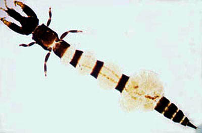 Kladothrips torus