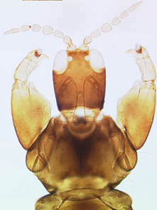 Koptothrips xenus