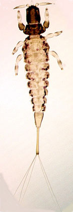 Stephanothrips occidentalis